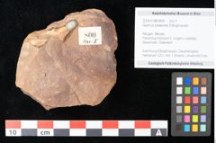 Foto (Objekt + Etikett) von Quercus palaeoilex Ettingshausen (NHMW-GEO-2024-0188-0800)